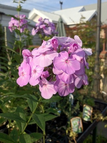 宿根フロックス