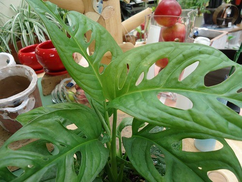 マドカズラ入荷中！