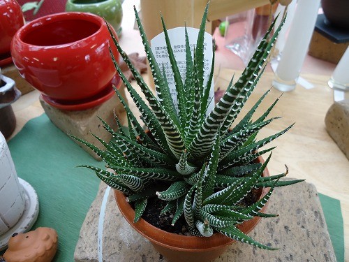 多肉植物　　十二の巻