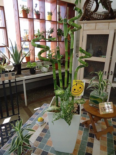 ミリオンバンブー入荷中