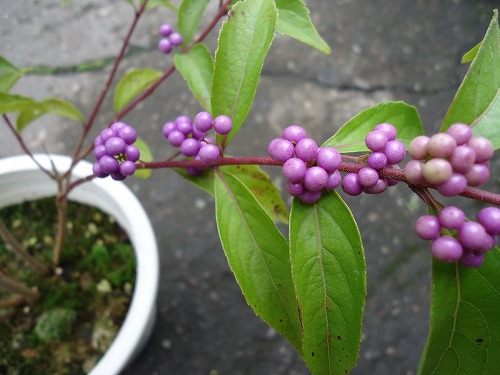 ムラサキシキブ