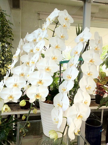 胡蝶蘭入荷しました。