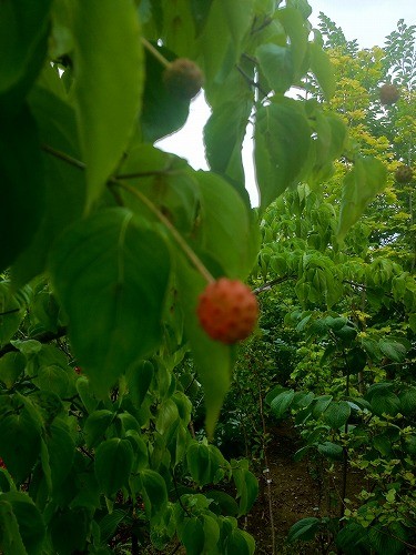 ヤマボウシの実なりました