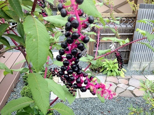 アメリカヤマゴボウ