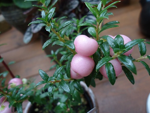 ハッピーベリー入荷