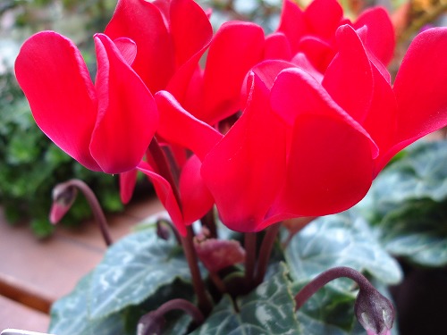 シクラメン入荷