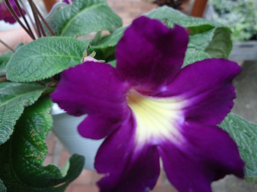 ストレプトカーパスト入荷