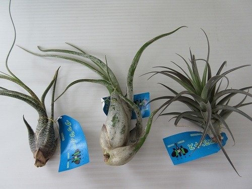 根のない植物