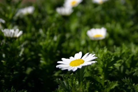 春花壇に是非使っていただきたいクリサンセマム