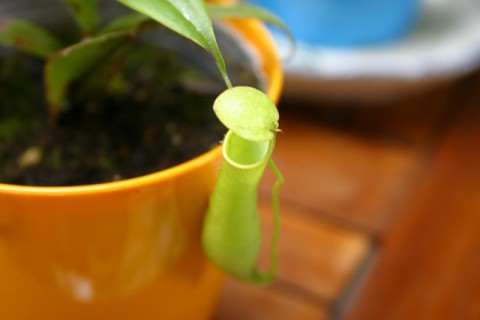 落ちたら最後、驚異のトラップ!!