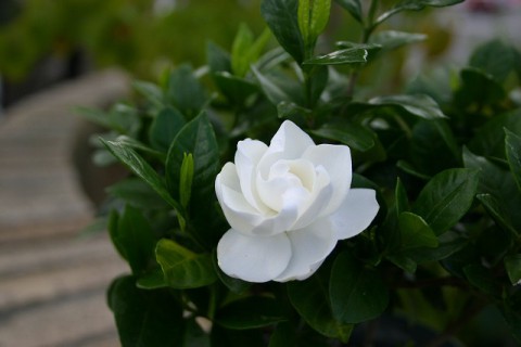 芳香漂う