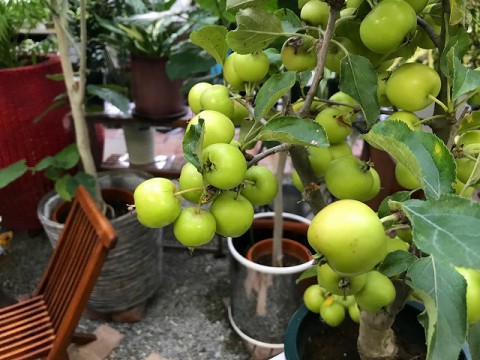 長寿紅