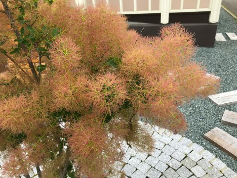 けむりの木