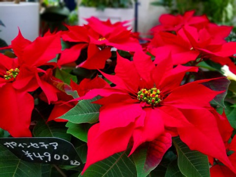 X'masムードに欠かせないアイテムですよね!