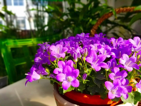 卓上の華やぎに!