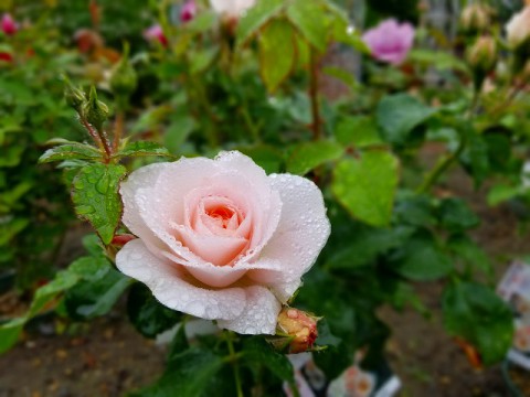 雨も滴る、いい・・