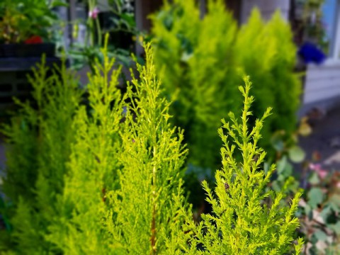 寄せ植えにピッタリなアイテム!