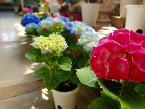 【入荷情報】アジサイ