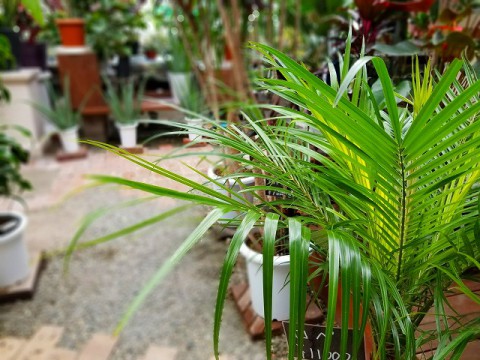 【入荷情報】ロベ