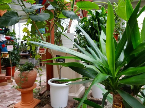 【入荷情報】ユッカ