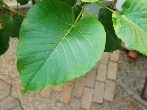 【入荷情報】ウンベラータ