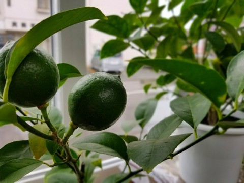 【入荷情報】レモン