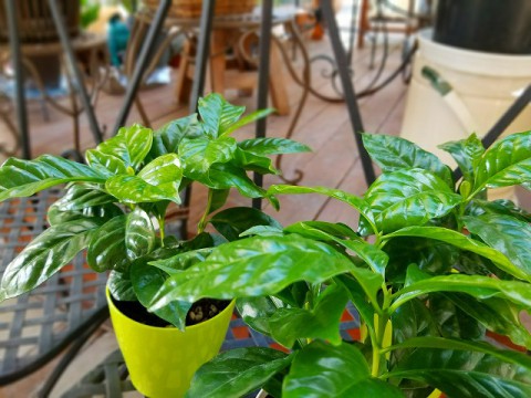 【入荷情報】コーヒの木