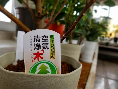 私はお部屋の空気清浄「木」