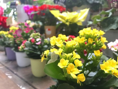 【入荷情報】カランコエ