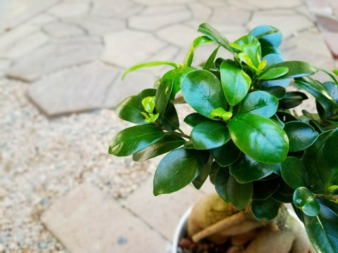 【入荷情報】ガジュマル