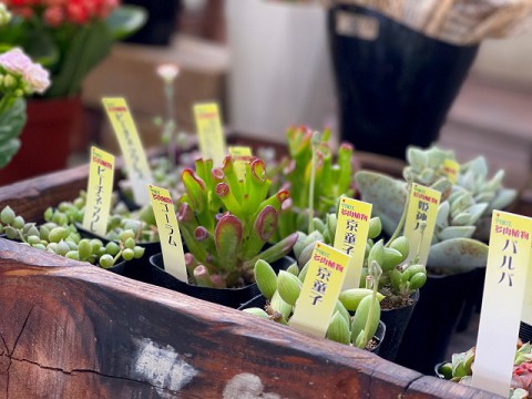 【入荷情報】多肉植物