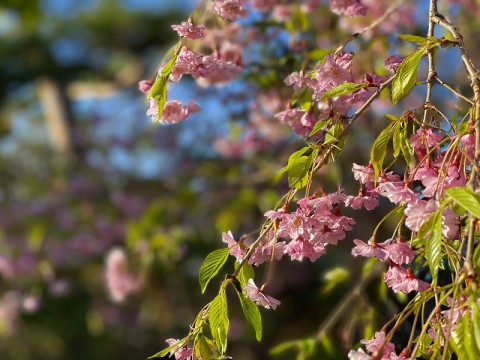 シダレザクラ、花満開です!