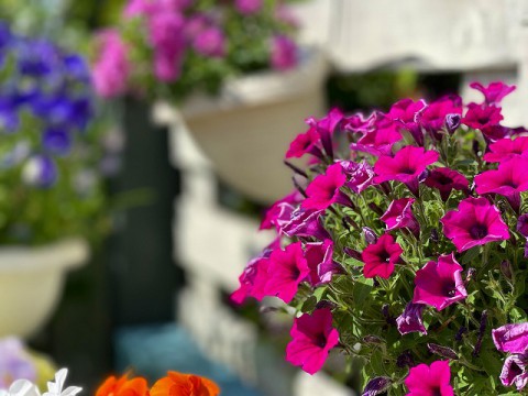 寄せ植えがおすすめです。