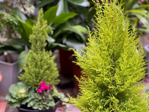 Gクレスト寄せ植え