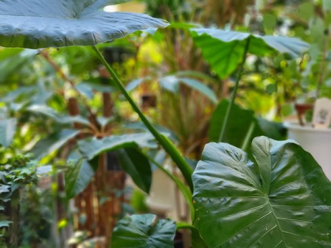 屋外の緑が恋しい季節