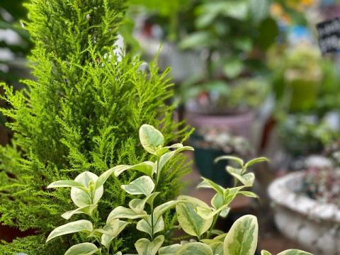 寄せ植え