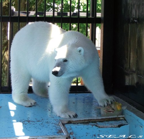 おびひろ動物園 アイラのアイスクラッシュ 7/15