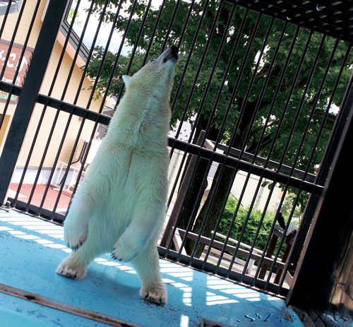 おびひろ動物園 アイラ最新画像 8/10