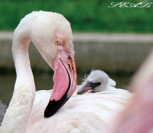 おびひろ動物園 フラミンゴのヒナ 9/15（別カット編）