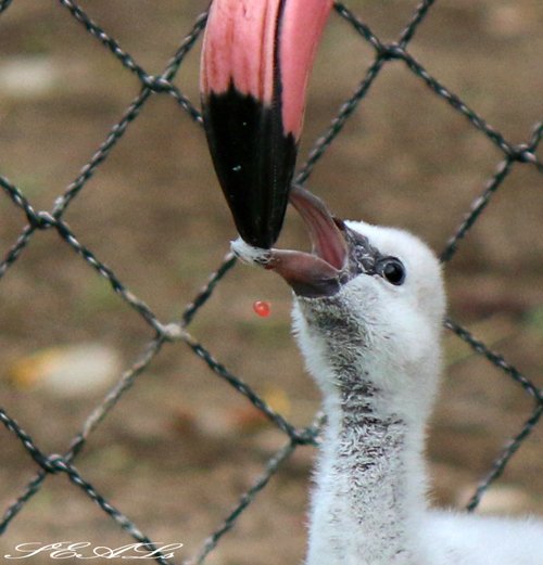 おびひろ動物園 フラミンゴミルク