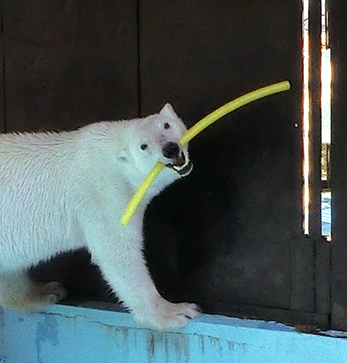 おびひろ動物園 アイラ最新画像 5/4