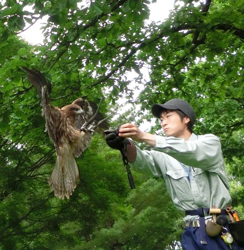 おびひろ動物園　トビのフリーフライト　06/16