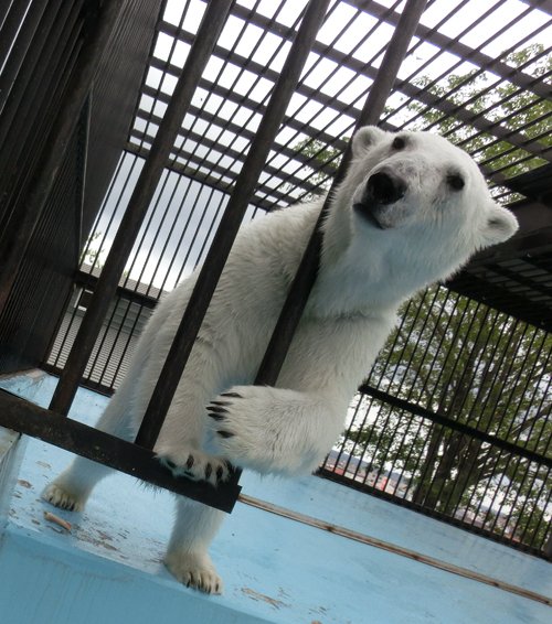 6月16日～おびひろ動物園・アイラ～13時台