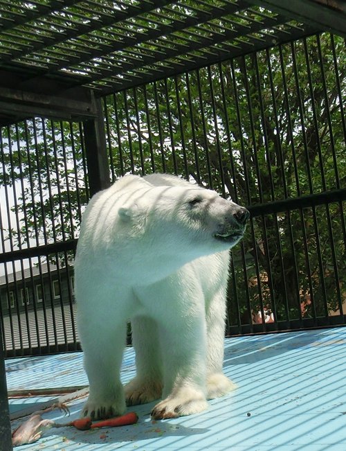 6月29日～おびひろ動物園・イコロ＆アイラ～12時台