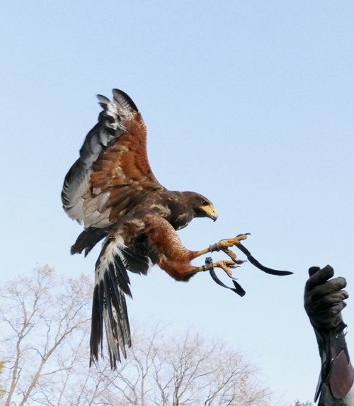 おびひろ動物園　ハリスホークのフリーフライト