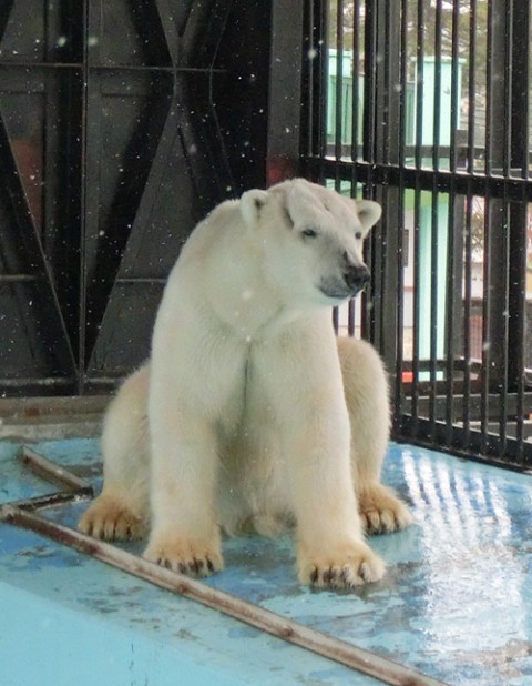 3月22日～おびひろ動物園・イコロ＆アイラ  11時～14時