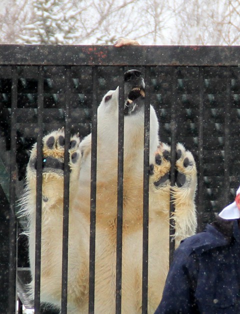 おびひろ動物園 イコロの思い出画像　2012.3.25