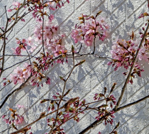 白壁の桜　青空とキタコブシ