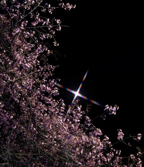 夜桜撮影 緑ヶ丘公園 2015.04.27