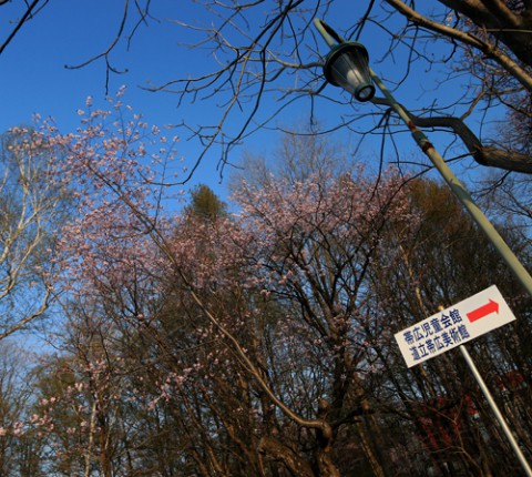 緑ヶ丘公園にて桜撮影 2015.04.29